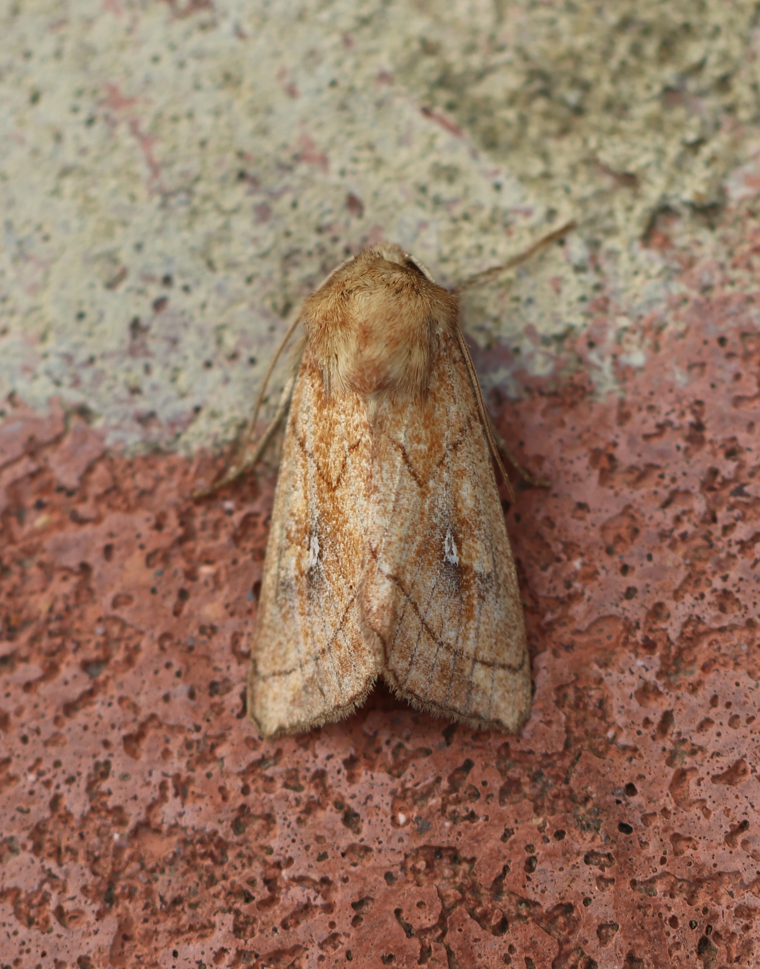 Photo of Brown-line Bright Eye (Mythimna conigera)
